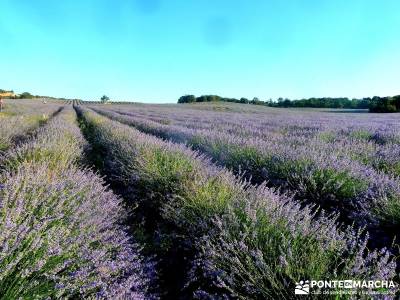 Campos Lavanda Brihuega-Provenza Española; rutas fin de semana largo viajes senderismo verano